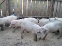 10 abgesetzte Ferkel zu verkaufen