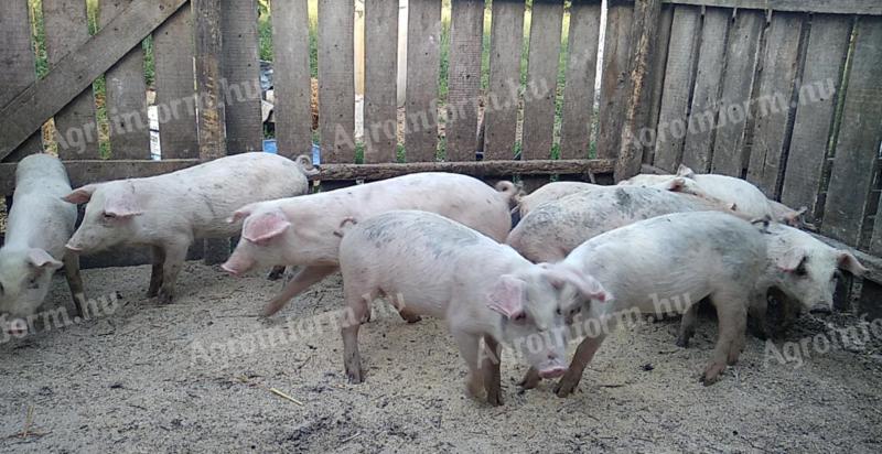 10 abgesetzte Ferkel zu verkaufen