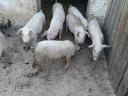 10 abgesetzte Ferkel zu verkaufen