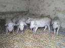 10 abgesetzte Ferkel zu verkaufen