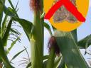 Drone control of cotton aphids in maize