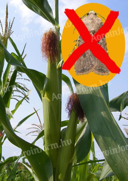Drone control of cotton aphids in maize