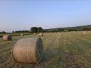 Grass hay for sale