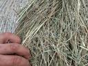 Grass hay for sale