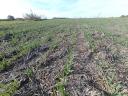 Notill vetőgép Gaspardo Directa DP 300