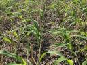 Notill vetőgép Gaspardo Directa DP 300