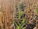 Notill vetőgép Gaspardo Directa DP 300