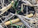 Notill vetőgép Gaspardo Directa DP 300