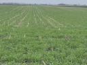 Notill vetőgép Gaspardo Directa DP 300