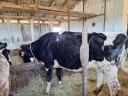 Heifers for rattan for sale