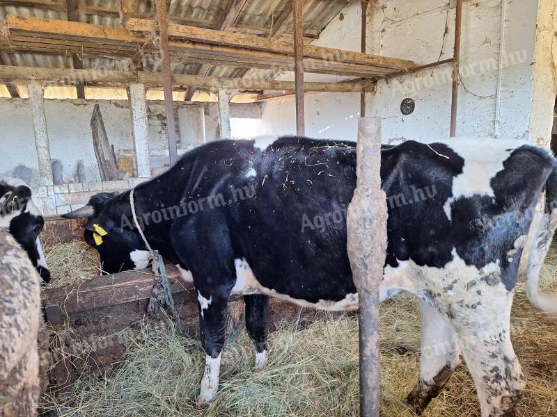 Heifers for rattan for sale