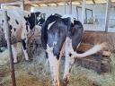 Heifers for rattan for sale