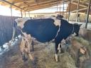 Heifers for rattan for sale