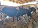Heifers for rattan for sale