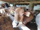 Heifers for rattan for sale