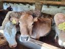 Heifers for rattan for sale