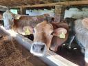 Heifers for rattan for sale