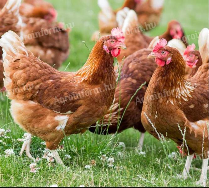 1 kg red chicken available for 800 Ft/piece
