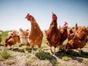 1 kg red chicken available for 800 Ft/piece