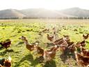 1 kg red chicken available for 800 Ft/piece