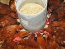1 kg red chicken available for 800 Ft/piece