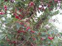 Shaken cherries for sale