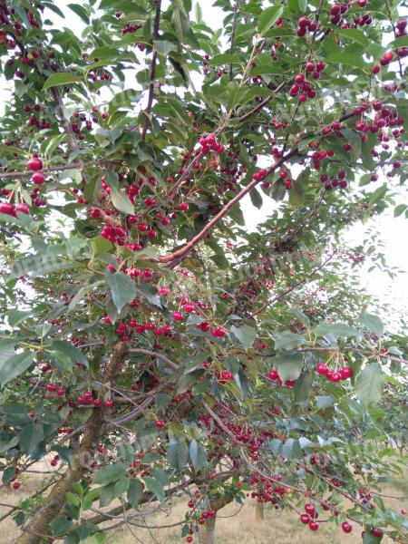 Shaken cherries for sale