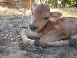 A2 Jersey bika borjú