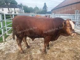 Big Bulls 600+ kg