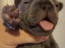 Cățeluș buldog francez