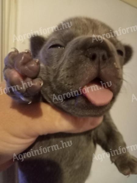 Cățeluș buldog francez
