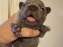 Cățeluș buldog francez