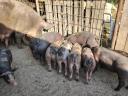 Zum Verkauf stehen die abgebildeten Absetzferkel.