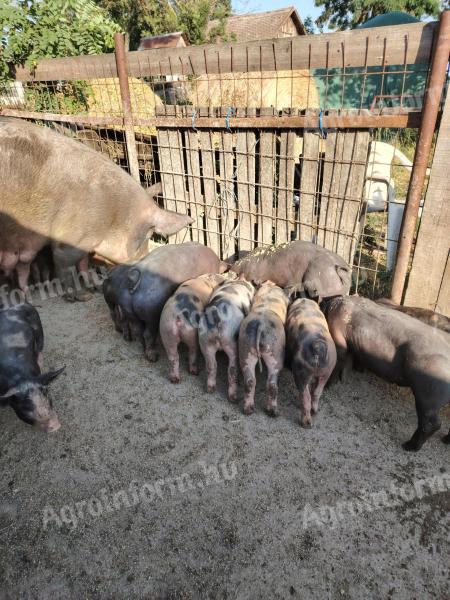 Zum Verkauf stehen die abgebildeten Absetzferkel.