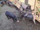 Zum Verkauf stehen die abgebildeten Absetzferkel.