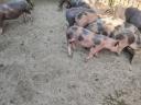 Zum Verkauf stehen die abgebildeten Absetzferkel.