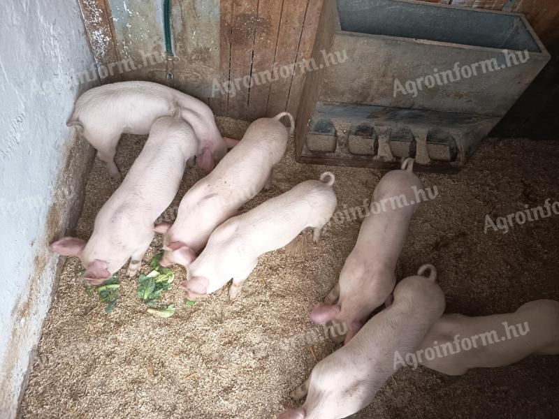 Election piglets for sale
