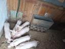 Election piglets for sale