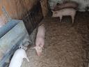 Election piglets for sale