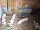 Election piglets for sale