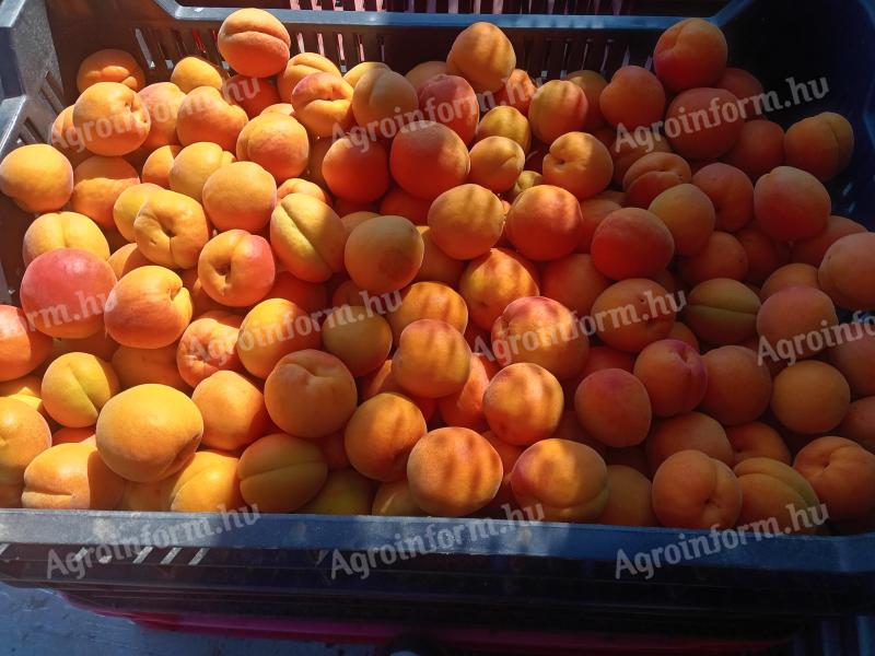 Apricots, apricots