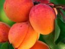 Apricots, apricots