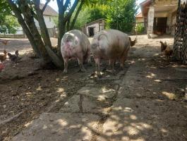 Előhasú kocák eladók Földesen