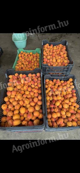 Apricot, apricot puree, fruit