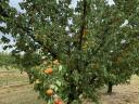 Apricot, apricot puree, fruit