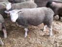 Sister Berrichon du Cher ram