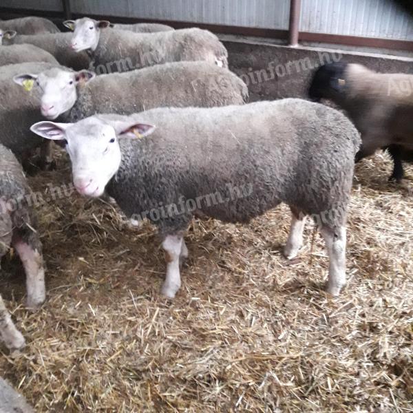 Sister Berrichon du Cher ram