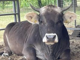 Eladó kárpáti borzderes üszőborjú