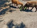 Cameroon sheep