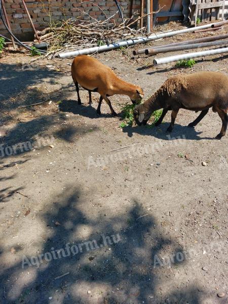 Cameroon sheep